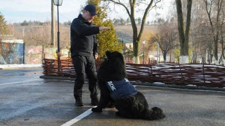 В ДСНС Кіровоградщини розповіли про своїх «колег» – службових собак-рятувальників. ВІДЕО