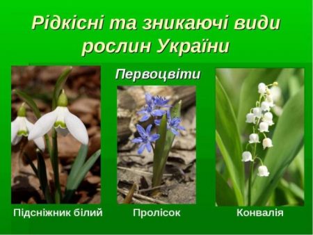 Департамент екології закликає повідомляти про торгівлю ранньоквітнучими рослинами на Кіровоградщині