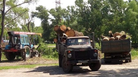У Кропивницькому влада задекларувала обіцянку пояснювати екоактивістам доцільність обрізки дерев