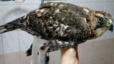 На Кіровоградщині небайдужий врятував сокола, що мав переломи лап
