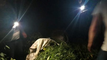 На Кіровоградщині СБУ виявила плантацію коноплі на понад 3,5 мільйони гривень. ФОТО