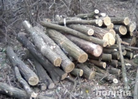 На Кіровоградщині поліцейські зупинили незаконну вирубку дерев