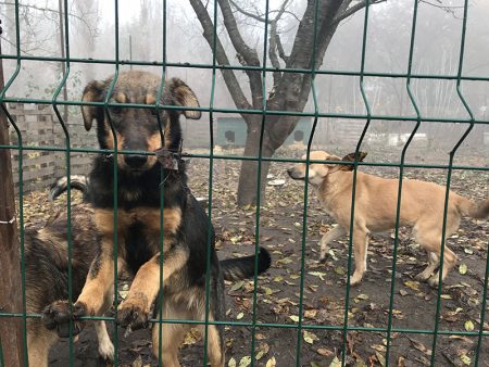 У Кропивницькому вакцинували від сказу безпритульних собак і котів