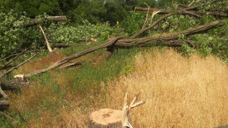 “Онулівські дроворуби” сплатять ще 10 тисяч за 17 знищених дерев у Кропивницькому