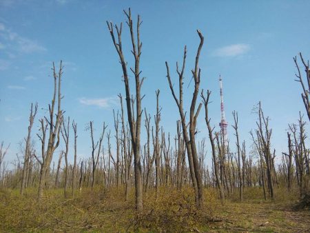 Горбунова просять внести зміни в проект реконструкції парку “Перемоги”, щоб врятувати 7 тисяч дерев