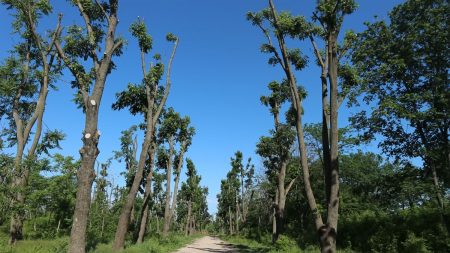 Обрізати не можна помилувати? Або «Ой, чомусь не відросло». ФОТО