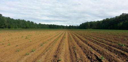 У Кропивницькому районі виявили причину нестерпного смороду в обласному центрі