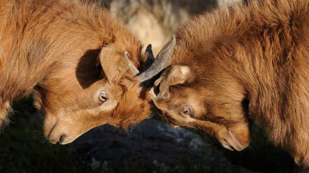 На Кіровоградщині сільрада замовила утеплення школи, відмовившись від дешевших пропозицій