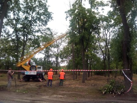Громадськість таки врятувала більшу частину дерев у кропивницькому парку “Перемоги”