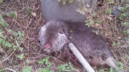 У Кропивницькому врятували пораненого бобра