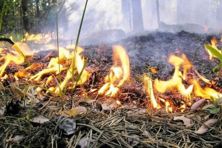 Опале листя з мікрорайонів Кропивницького вивозитимуть за графіком