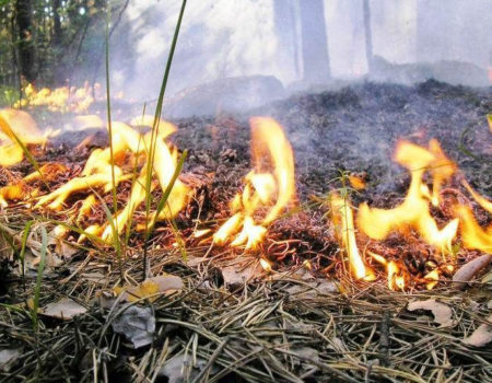 Опале листя з мікрорайонів Кропивницького вивозитимуть за графіком