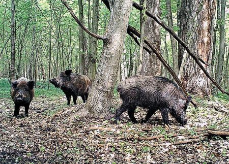 Кіровоградська обласна рада може передати в приватні руки понад три тисячі гектарів мисливських угідь