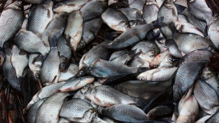 На Кіровоградщині зарибили ще два водосховища