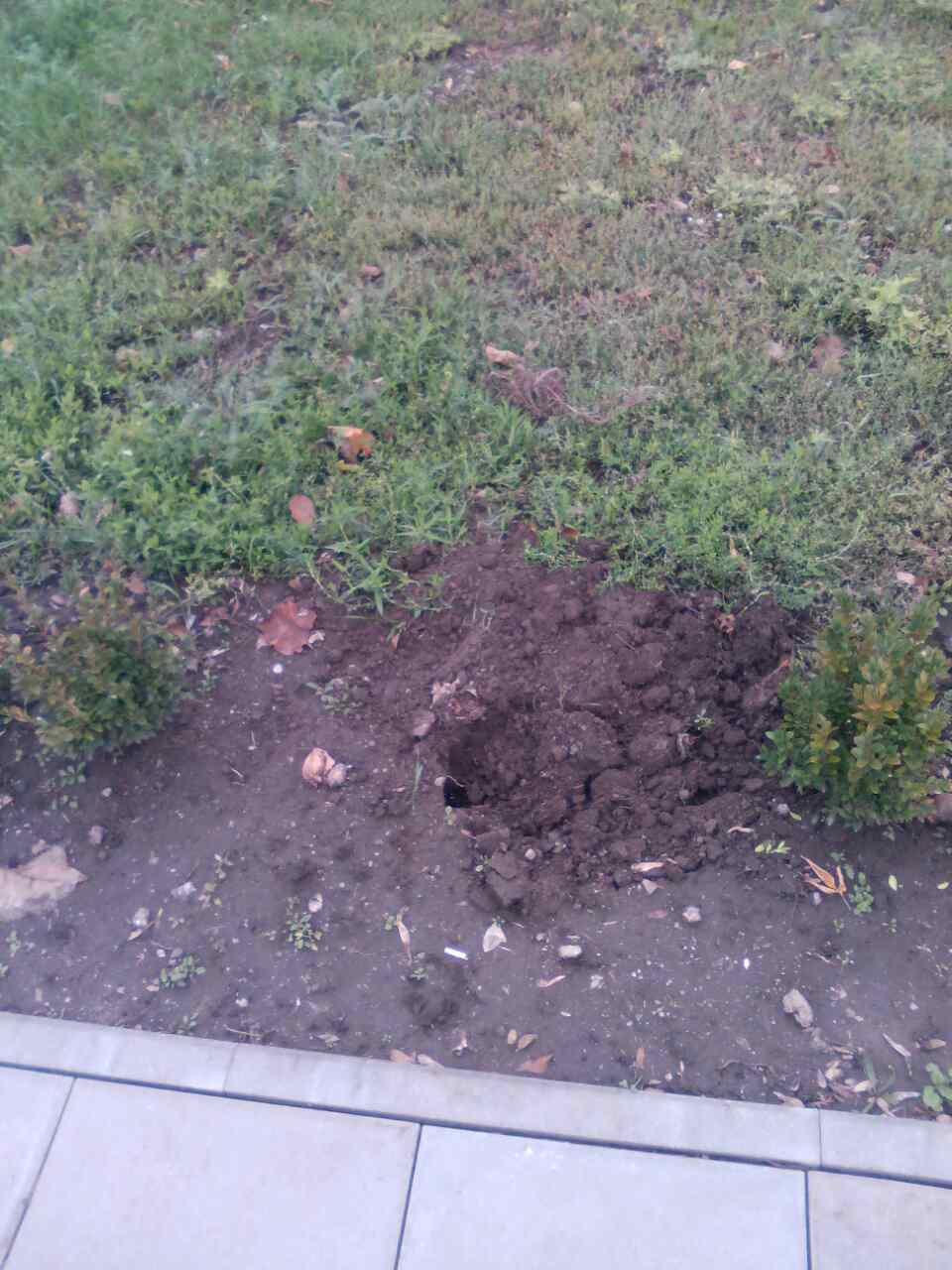 У Кропивницькому зловмисники викрали 16 кущів самшиту біля пам&#8217;ятника Жертвам Голодомору. ФОТО