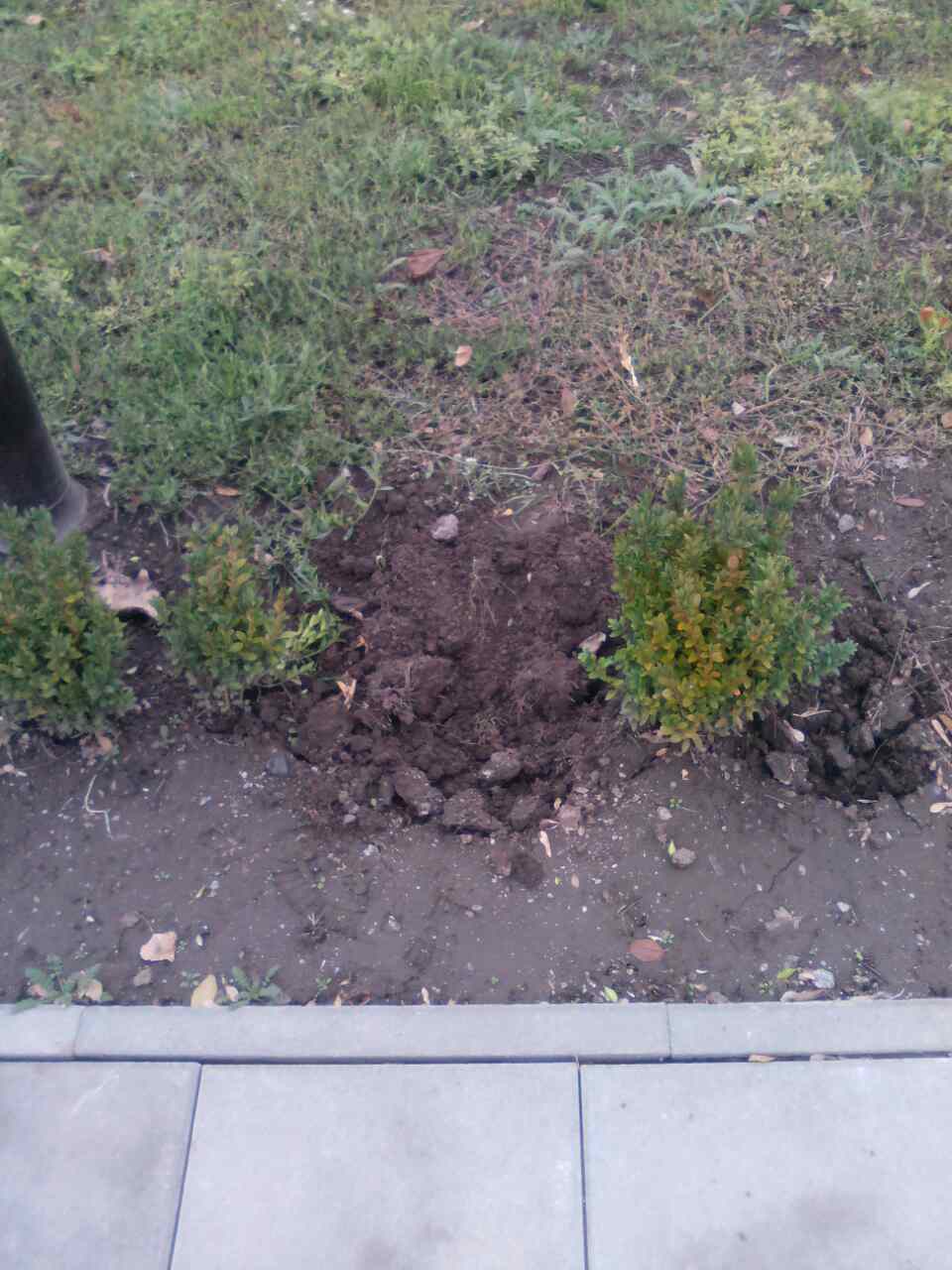 У Кропивницькому зловмисники викрали 16 кущів самшиту біля пам&#8217;ятника Жертвам Голодомору. ФОТО