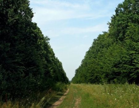 Кропивницький відділ Українського географічного товариства закликає владу зберегти Чорний ліс