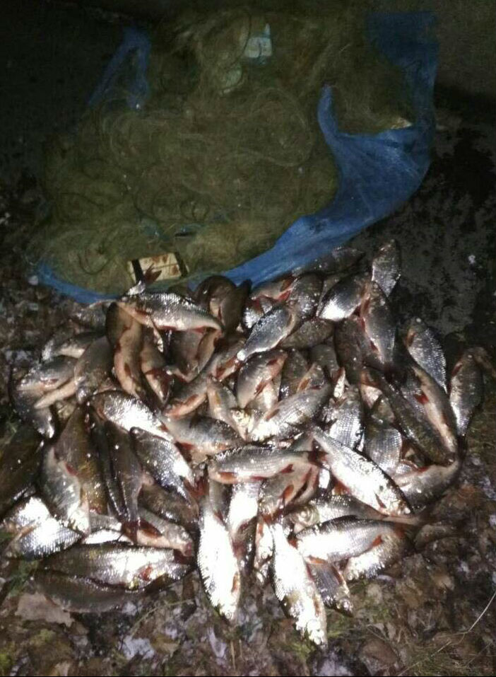 На Кіровоградщині рибоохоронний патруль спіймав браконьєра, який на тисячі гривень наловив плітки. ФОТО