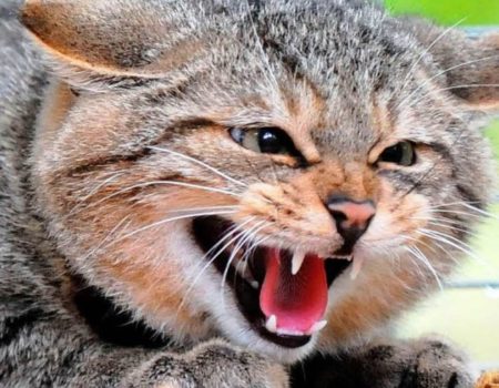 У Кропивницькому у безпритульного кота виявили сказ, одну людину направили на щеплення