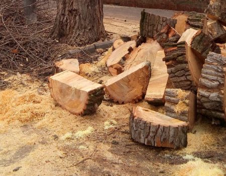 Одне посадили – чотири спиляли: кропивницька активістка пропонує вести статистику знищених щомісяця дерев