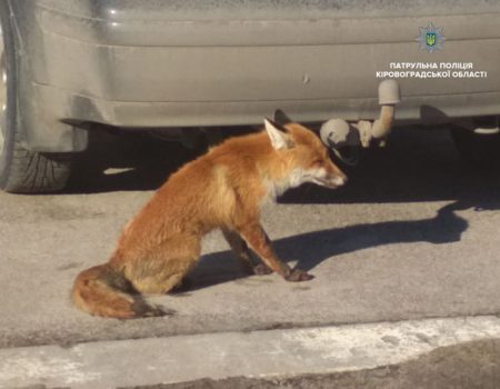 У Кропивницькому патрульні “затримали” лисицю. ФОТО