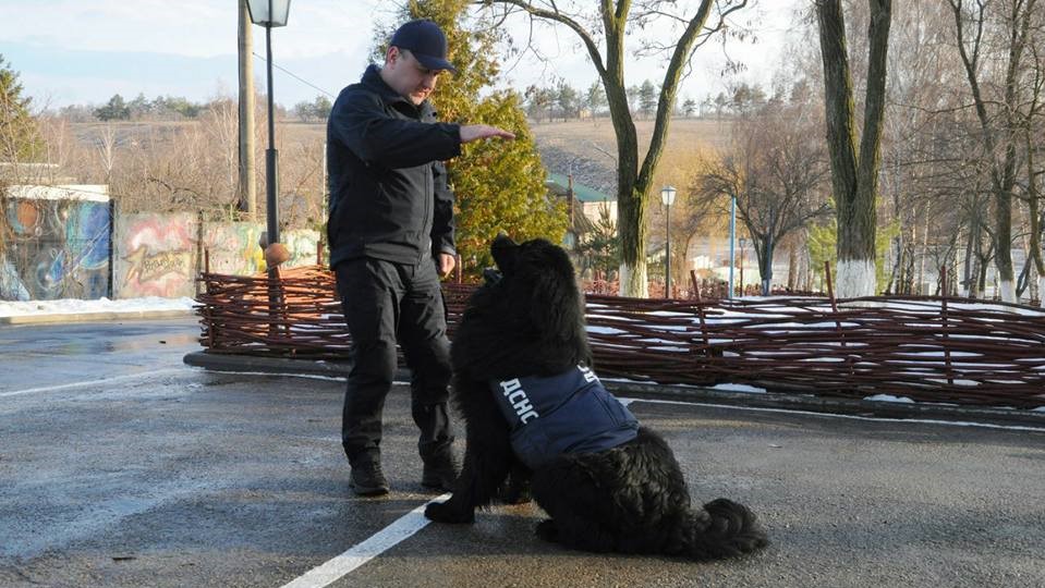 В ДСНС Кіровоградщини розповіли про своїх «колег» &#8211; службових собак-рятувальників. ВІДЕО