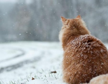 Синоптики прогнозують на завтра мокрий сніг у Кропивницькому