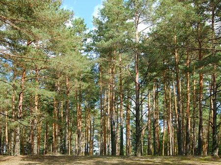 Заступник міського голови Кропивницького: Межі Лісопарку затвердять цього року