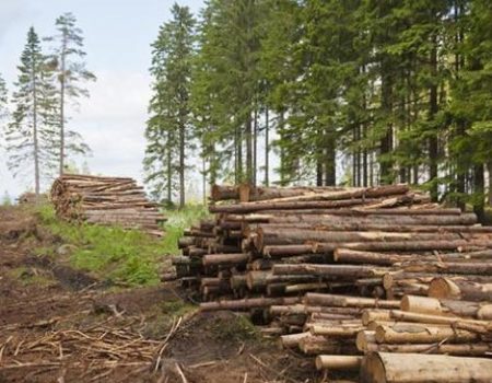 На Кіровоградщині зафіксовано 13 випадків незаконної вирубки лісопосадок