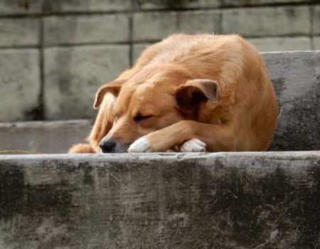 Скільки у Кропивницькому коштує стерилізація та перетримка одного безпритульного собаки