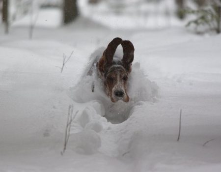 У Кропивницькому просять врятувати зі снігового полону 180 собак ветеринарно-реабілітаційного центру