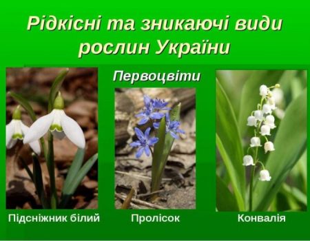 Департамент екології закликає повідомляти про торгівлю ранньоквітнучими рослинами на Кіровоградщині