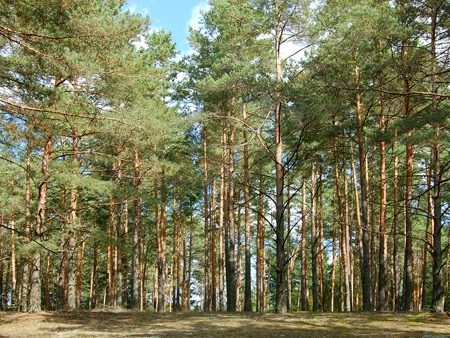 Громадськість Кропивницького може розповісти про проблему Лісопарку в НАБУ