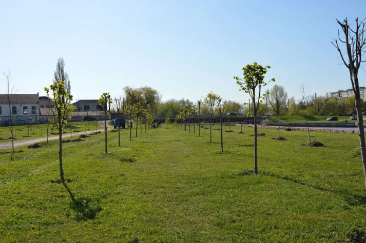 До Дня довкілля у Кропивницькому на Набережній висадили більше 140 дерев