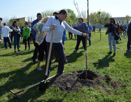 До Дня довкілля у Кропивницькому на Набережній висадили більше 140 дерев