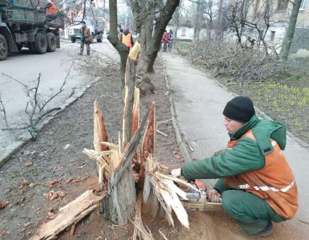 Міський голова Кропивницького доручив комунальникам знести аварійні дерева