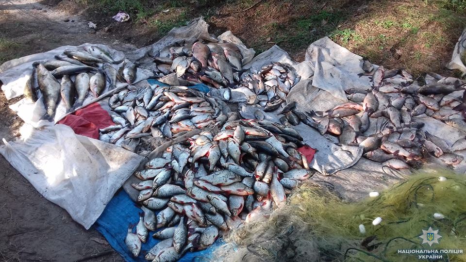 На Кіровоградщині вилучили понад 700 кілограмів незаконно виловленої риби. ФОТО
