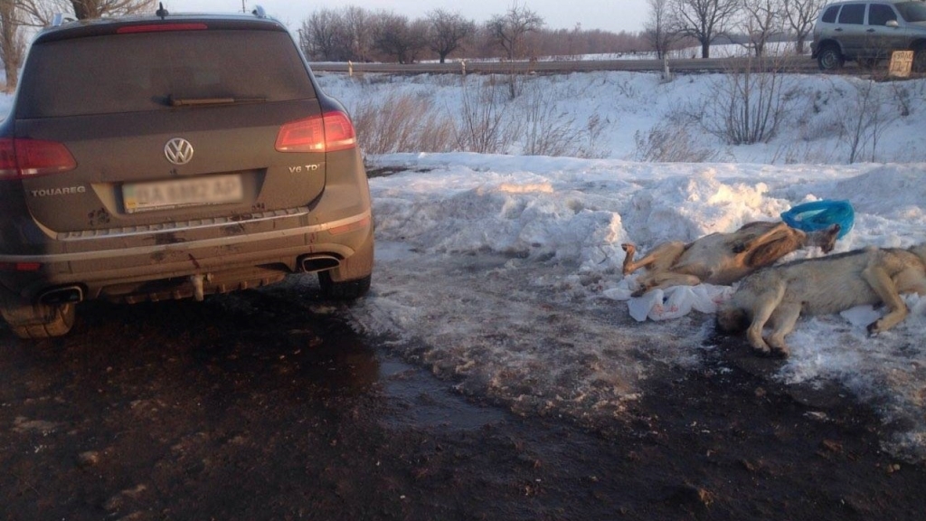 У Кропивницькому оскаржуватимуть штраф у 2 тисячі гривень за вбивство козулі і вовків. ФОТО