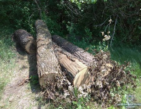 На Кіровоградщині поліцейські викрили “чорних лісорубів”, які знищили дубів на мільйон гривень