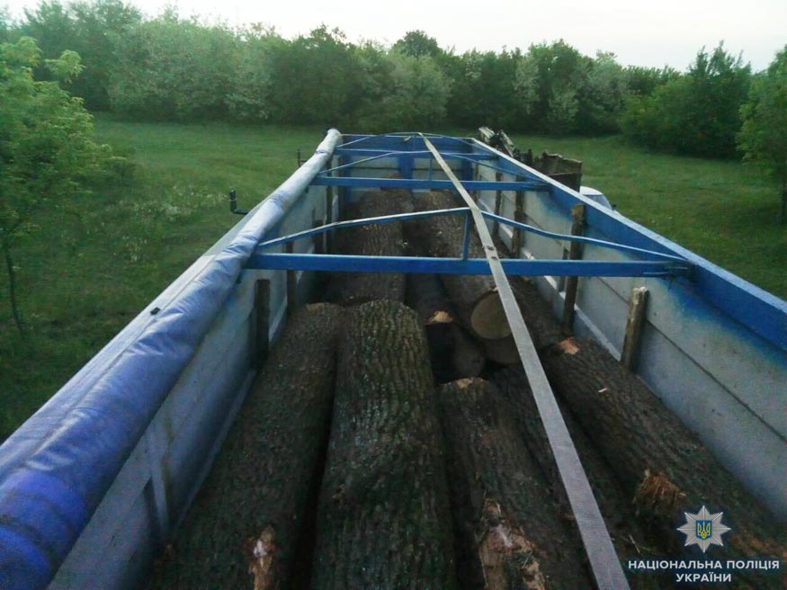 На Кіровоградщині поліцейські викрили &#8220;чорних лісорубів&#8221;, які знищили дубів на мільйон гривень