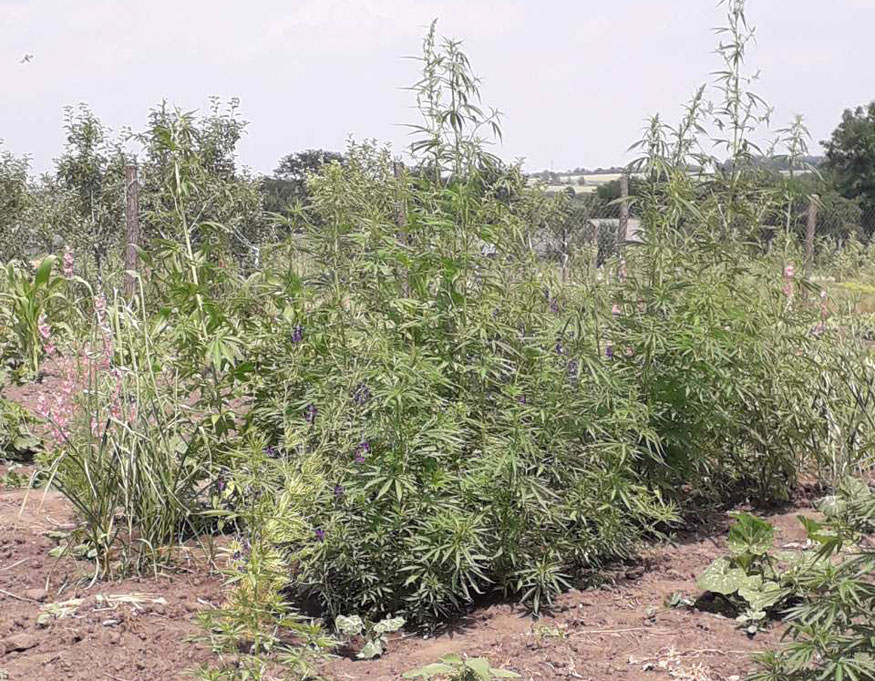 На Кіровоградщини поліцейські вилучили понад дві сотні нарковмісних рослин