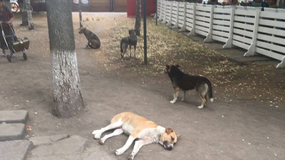 За два кроки від міськради Кропивницького потруїли собак &#8211; тварини корчилися в судомах на очах у дітей. ФОТО