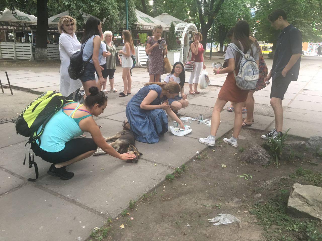 За два кроки від міськради Кропивницького потруїли собак &#8211; тварини корчилися в судомах на очах у дітей. ФОТО