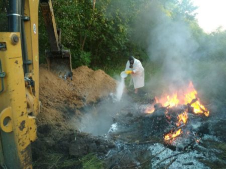 На Кіровоградщині виявили хворого на сказ бичка, тушу якого збиралися реалізувати