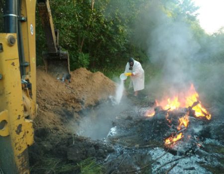 На Кіровоградщині виявили хворого на сказ бичка, тушу якого збиралися реалізувати