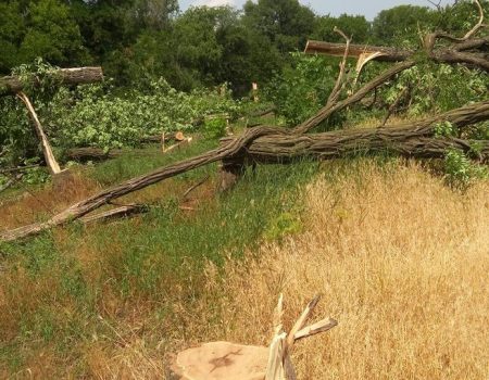 У міськраді обіцяють, що підприємство Онулів замість 47 спиляних дерев посадить 340