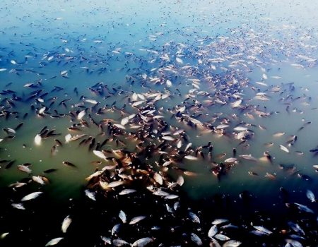 Рибалки: 6-7 кілометрів поверхні річки Березівки, від Устинівки до Сонцевого, вкриті мертвою рибою. ОНОВЛЮЄТЬСЯ