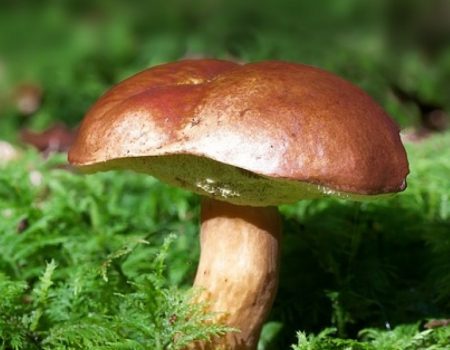 У Знам’янському районі двоє жінок потрапили до реанімації через отруєння грибами