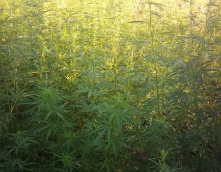 На Кіровоградщині правоохоронці виявили майже тисячу кущів марихуани. ФОТО