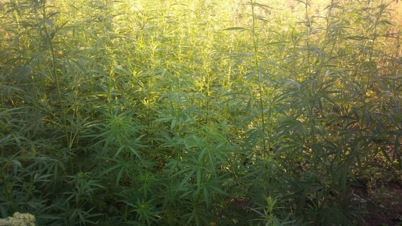 На Кіровоградщині правоохоронці виявили майже тисячу кущів марихуани. ФОТО